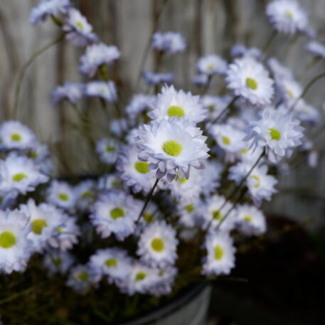 Blauw-grijze korenbloem - Afbeelding 3