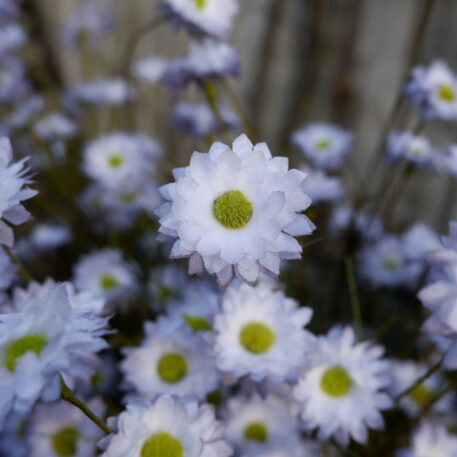 Blauw-grijze korenbloem - Afbeelding 4