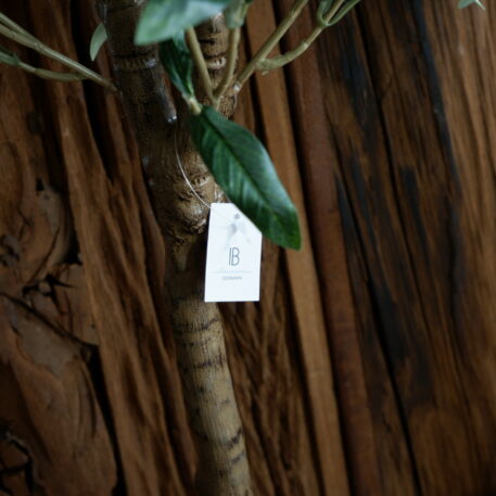 Olijfboom in pot 75 cm hoog - Afbeelding 4