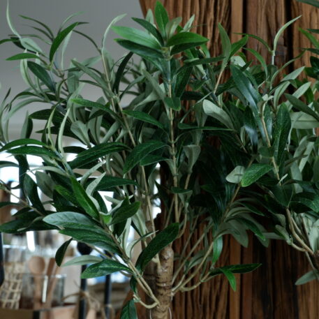 Olijfboom in pot 75 cm hoog - Afbeelding 5