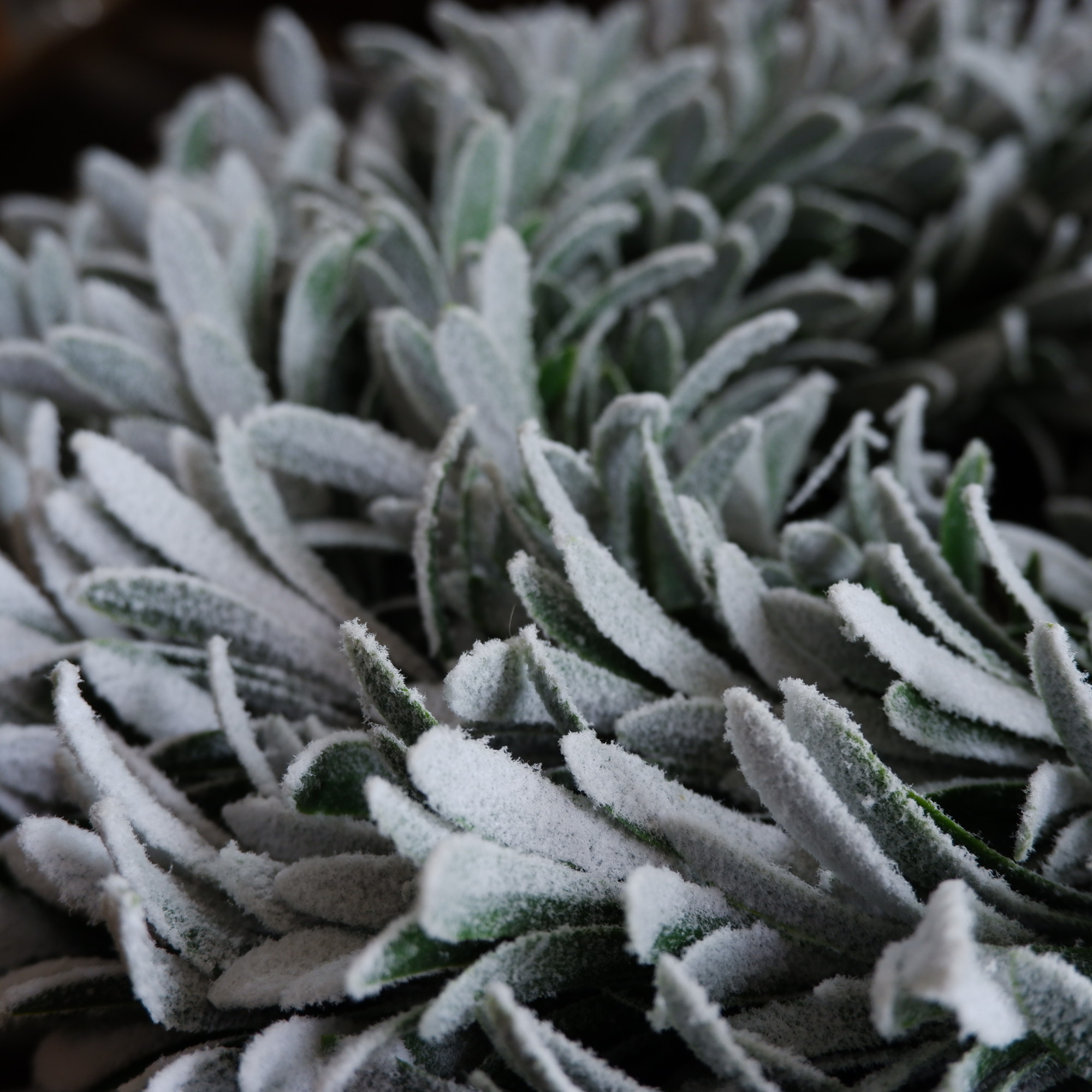 Besneeuwde krans Ø45 cm - Afbeelding 10