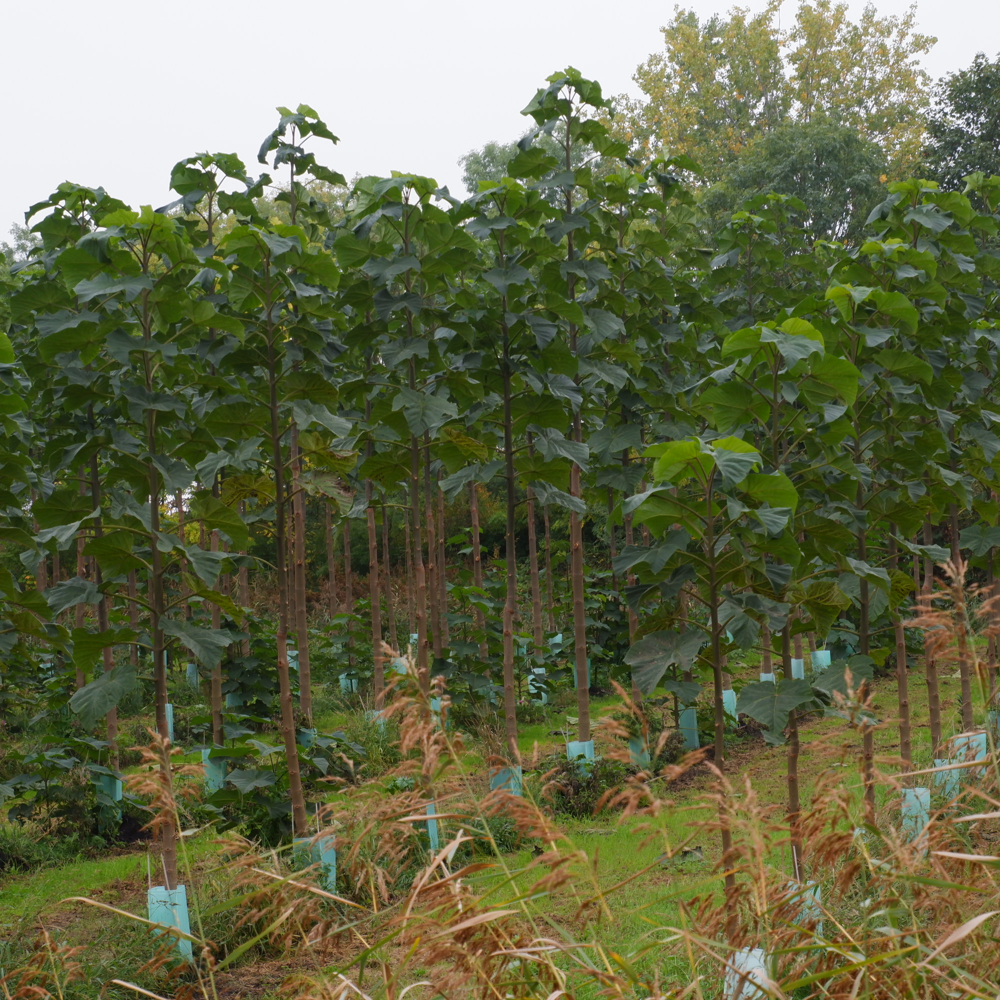Veld met Paulownia bomen in Oudelande, Zeeland, gezien 19 Oktober 2026. Kiri hout accessoires zijn sterk, ook is het minder vatbaar voor uitzetten, krimpen, krom trekken of scheuren1