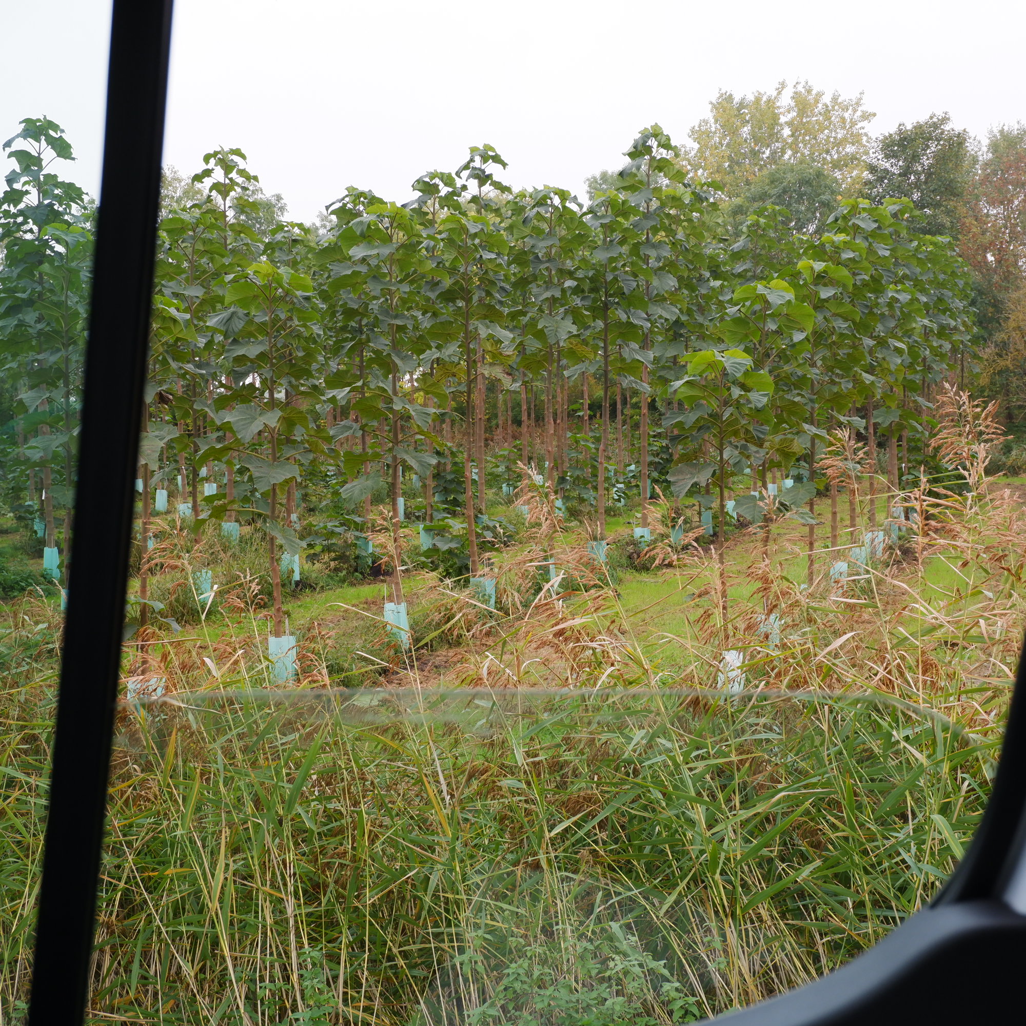 Graanschep hout donker bruin - Afbeelding 5